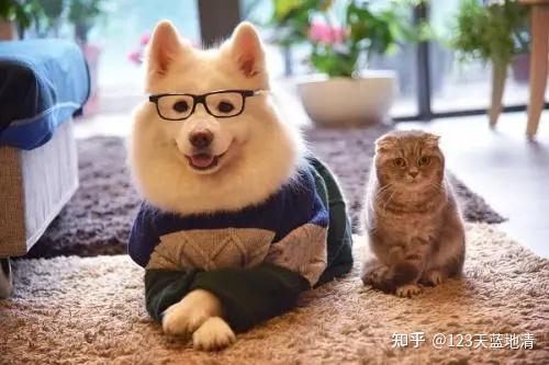 北京寵物狗出售_北京賣寵物狗_北京賣寵物