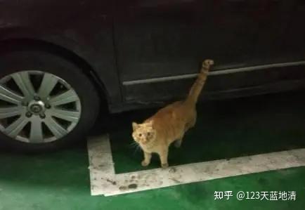 北京賣寵物狗_北京寵物狗出售_北京賣寵物