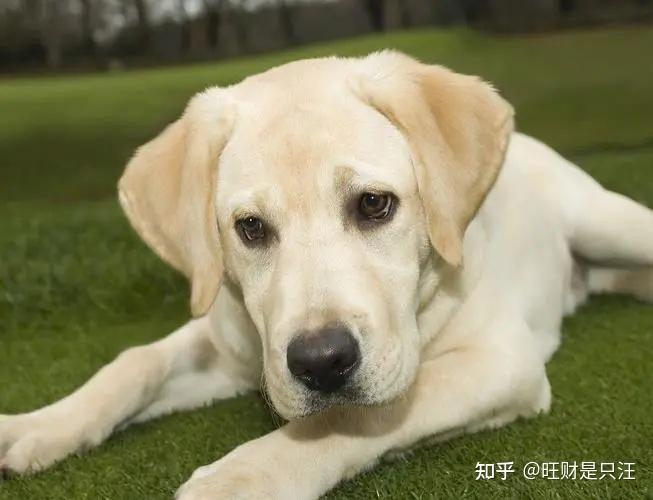 拉布拉多幼犬價(jià)格多少錢一只_幼小拉布拉多多少錢_幼犬拉布拉多多少錢