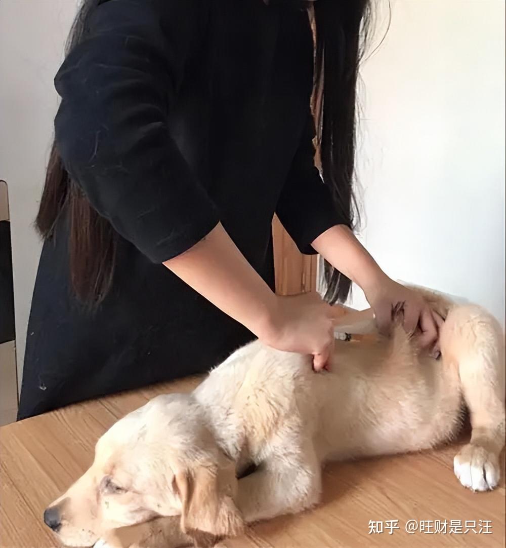 幼小拉布拉多多少錢_拉布拉多幼犬價(jià)格多少錢一只_幼犬拉布拉多多少錢