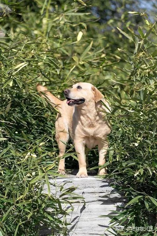 拉布拉多幼犬價(jià)格多少錢一只_幼犬拉布拉多多少錢_幼小拉布拉多多少錢