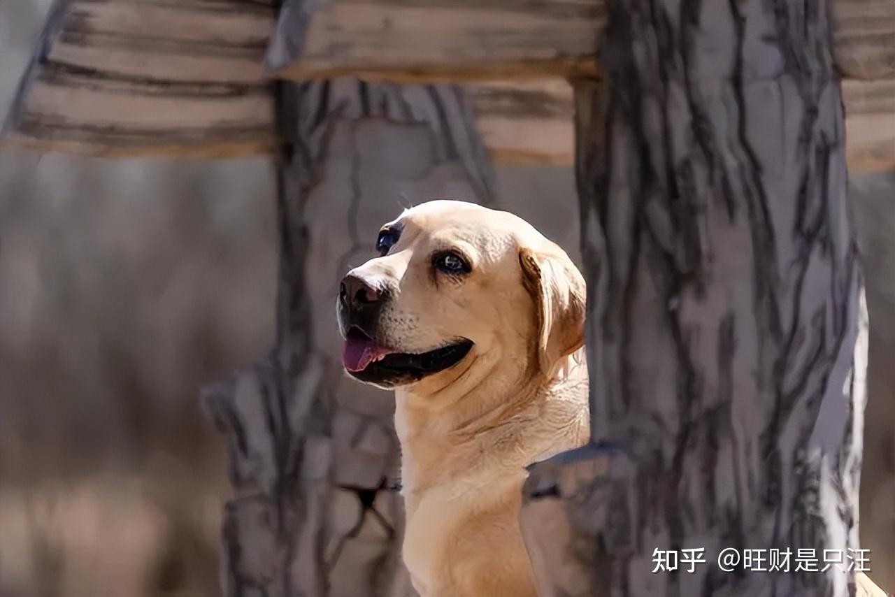 幼犬拉布拉多多少錢_拉布拉多幼犬價(jià)格多少錢一只_幼小拉布拉多多少錢