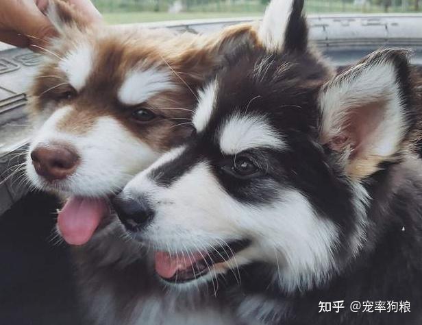 阿拉斯加雪橇犬_雪橇狗阿拉斯加_阿拉斯加雪橇長什么樣