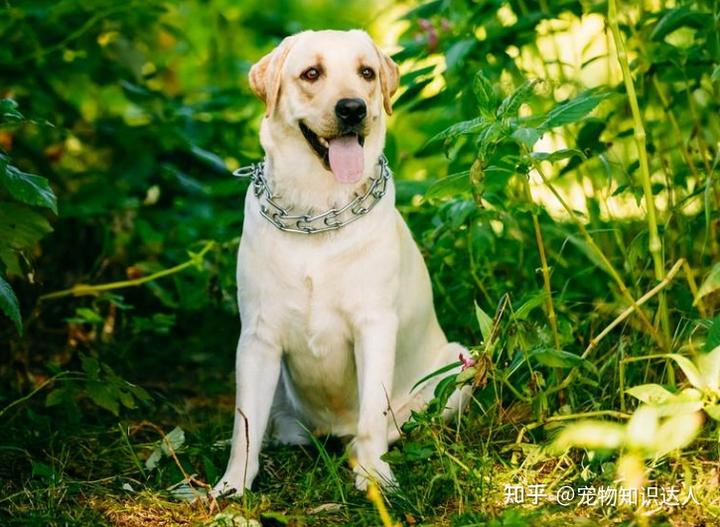 拉布拉多犬的價(jià)格_犬拉布拉多價(jià)格多少_犬拉布拉多價(jià)格及圖片