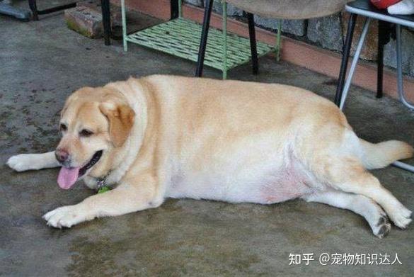 犬拉布拉多價(jià)格多少_犬拉布拉多價(jià)格及圖片_拉布拉多犬的價(jià)格