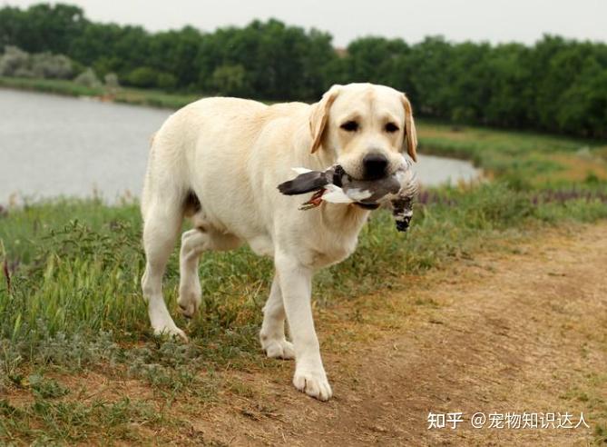 拉布拉多犬的價(jià)格_犬拉布拉多價(jià)格及圖片_犬拉布拉多價(jià)格多少