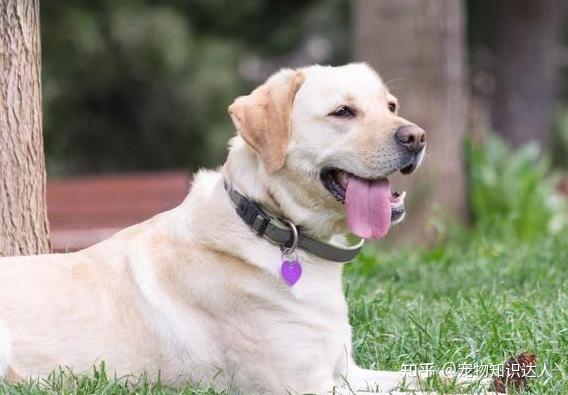 犬拉布拉多價(jià)格多少_犬拉布拉多價(jià)格及圖片_拉布拉多犬的價(jià)格