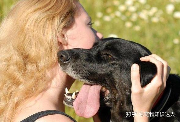 犬拉布拉多價(jià)格及圖片_犬拉布拉多價(jià)格多少_拉布拉多犬的價(jià)格