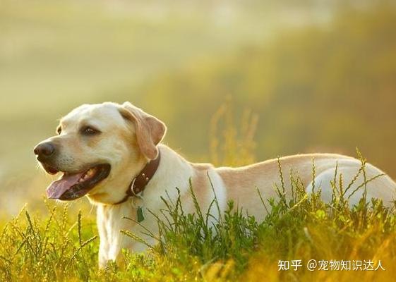 犬拉布拉多價(jià)格多少_拉布拉多犬的價(jià)格_犬拉布拉多價(jià)格及圖片