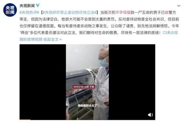 貓缺什么會亂吃東西_貓咪缺什么會導致不愛動_貓咪缺愛的表現(xiàn)