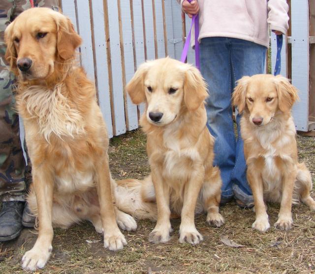 都叫金毛，小一個size就是完全不同的狗狗，帶你認識迷你黃金獵犬
