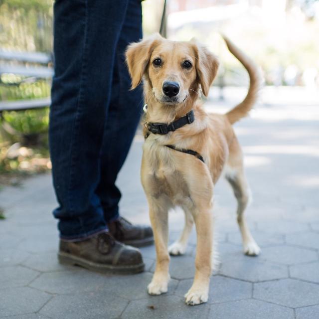 都叫金毛，小一個size就是完全不同的狗狗，帶你認識迷你黃金獵犬