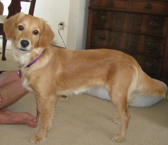 都叫金毛，小一個size就是完全不同的狗狗，帶你認識迷你黃金獵犬