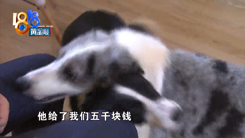 邊境犬牧羊價(jià)格多少錢_邊境牧羊犬價(jià)格_邊境牧羊犬市場價(jià)