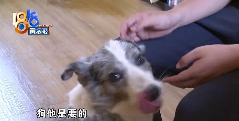邊境牧羊犬市場價(jià)_邊境犬牧羊價(jià)格多少錢_邊境牧羊犬價(jià)格