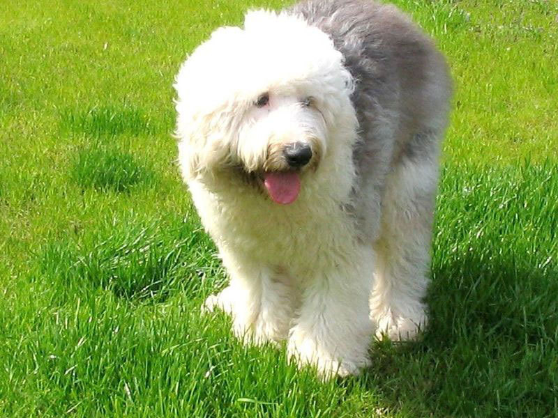 古代牧羊犬貴不貴_英國古代牧羊犬價格_古代牧羊犬價格