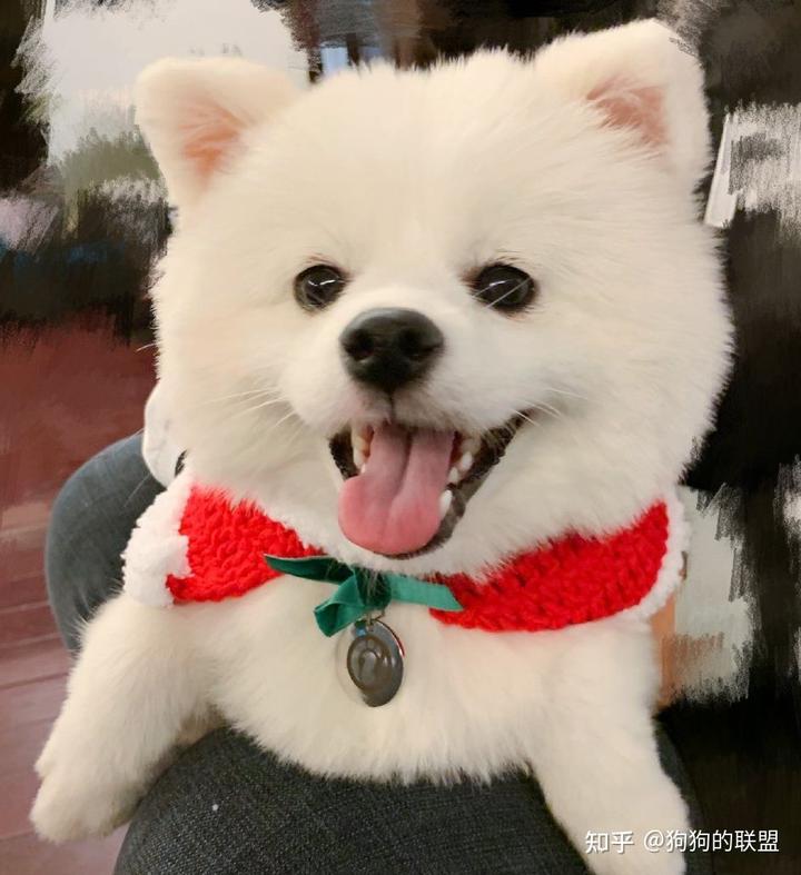 阿富汗獵犬價格為多少_阿富汗獵犬價格_阿富汗獵犬價格表