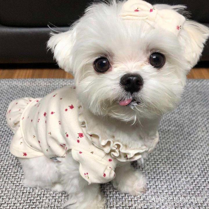 阿富汗獵犬價格_阿富汗獵犬價格表_阿富汗獵犬價格為多少