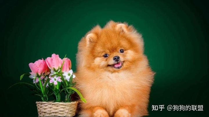 阿富汗獵犬價格表_阿富汗獵犬價格_阿富汗獵犬價格為多少