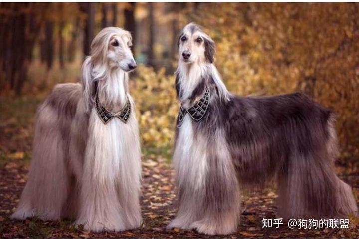 阿富汗獵犬價格_阿富汗獵犬價格表_阿富汗獵犬價格為多少