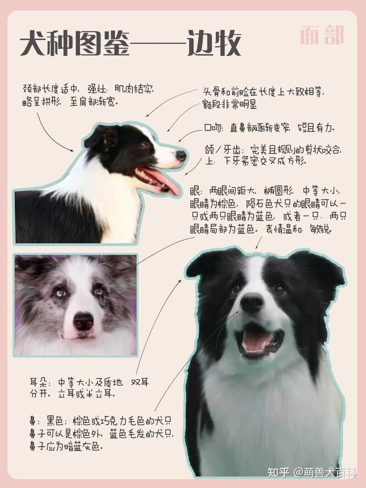 邊境犬牧羊圖片欣賞_邊境牧羊犬的圖片_邊境牧羊犬簡介