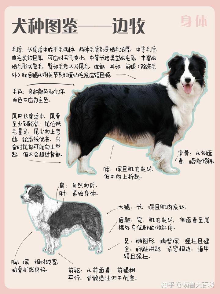 邊境牧羊犬的圖片_邊境犬牧羊圖片欣賞_邊境牧羊犬簡介