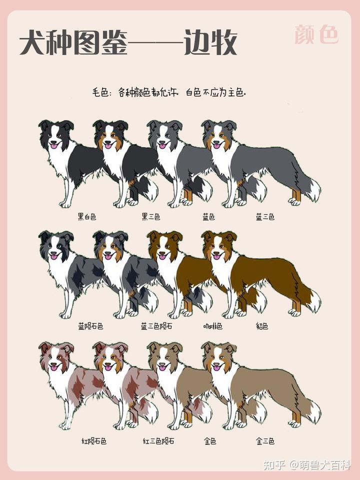 邊境牧羊犬簡介_邊境牧羊犬的圖片_邊境犬牧羊圖片欣賞