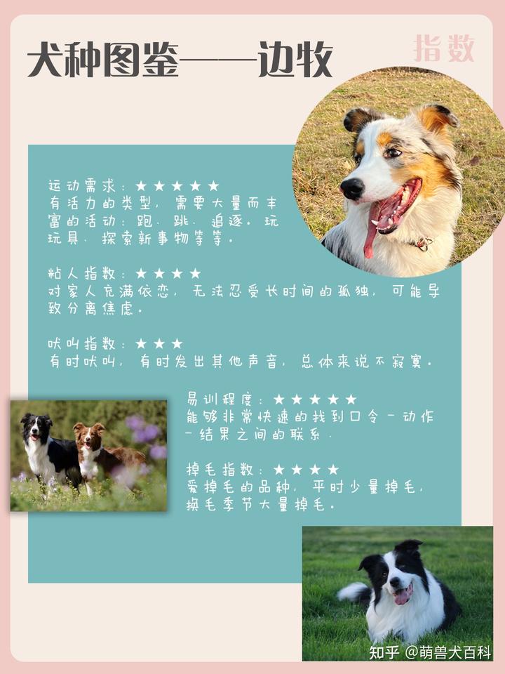 邊境牧羊犬簡介_邊境牧羊犬的圖片_邊境犬牧羊圖片欣賞