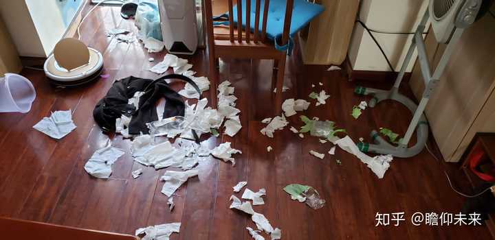 金毛犬要多少錢(qián)_金毛要幾塊錢(qián)_金毛犬花費(fèi)