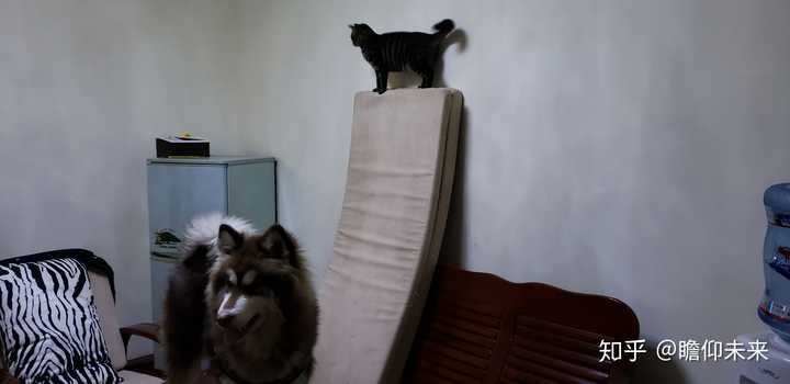 金毛犬要多少錢(qián)_金毛要幾塊錢(qián)_金毛犬花費(fèi)