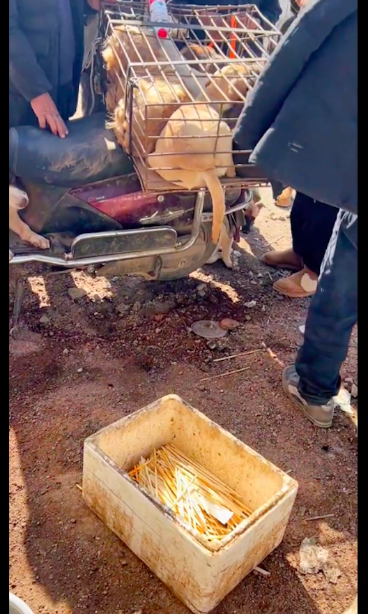 小狗批發(fā)市場_寵物狗交易市場_附近個人出售狗狗