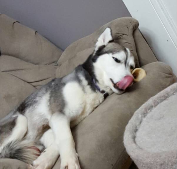 哈士奇是雪橇犬嗎_哈士奇雪橇犬有受虐傾向嗎_哈士奇雪橇犬的區(qū)別