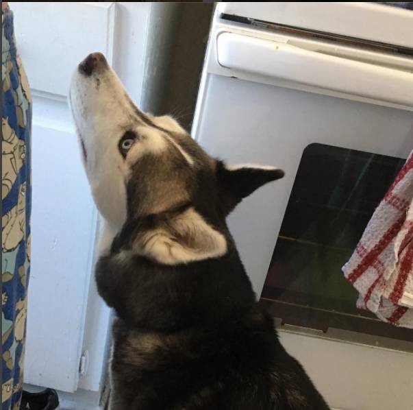 哈士奇是雪橇犬嗎_哈士奇雪橇犬有受虐傾向嗎_哈士奇雪橇犬的區(qū)別