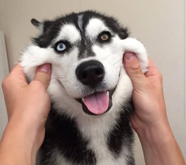 哈士奇雪橇犬的區(qū)別_哈士奇雪橇犬有受虐傾向嗎_哈士奇是雪橇犬嗎