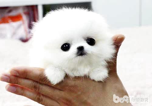 茶杯貴賓犬圖片_茶杯貴賓犬的性格特點(diǎn)_貴賓茶杯犬什么顏色最貴