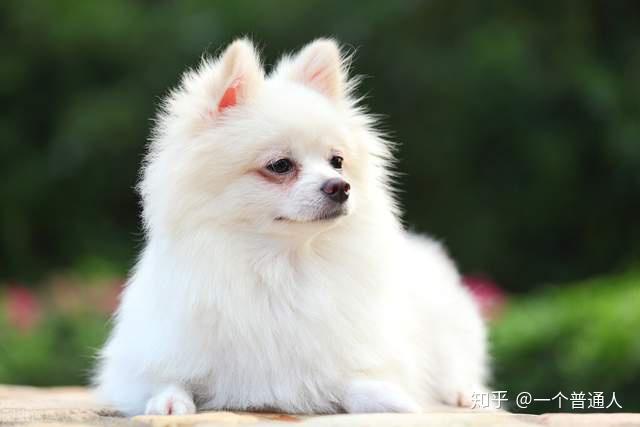 純種哈士奇照片幼犬_純種圖片哈士奇大全_純種哈士奇圖片