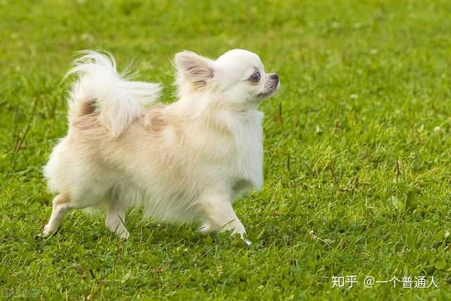 純種圖片哈士奇大全_純種哈士奇圖片_純種哈士奇照片幼犬