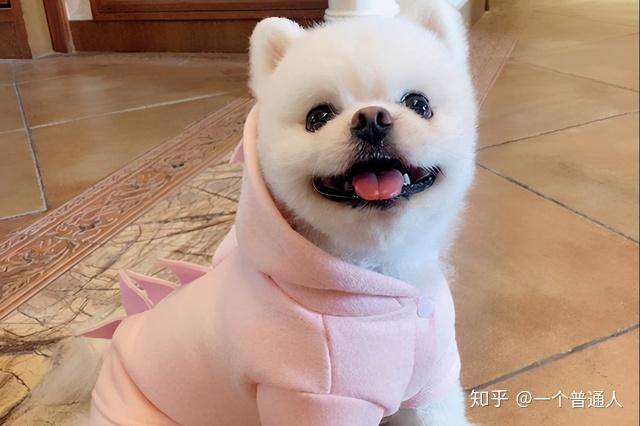 純種哈士奇照片幼犬_純種圖片哈士奇大全_純種哈士奇圖片