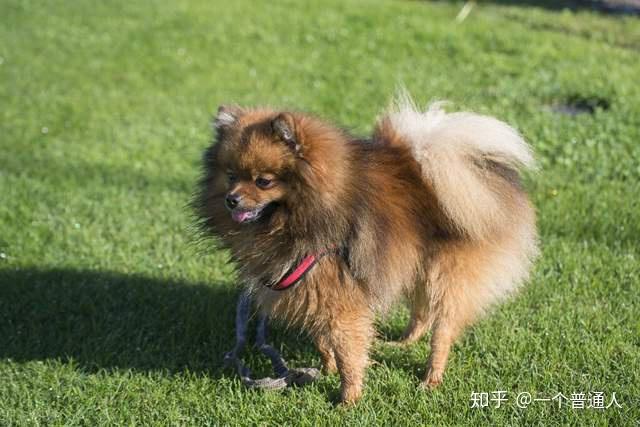純種哈士奇照片幼犬_純種哈士奇圖片_純種圖片哈士奇大全