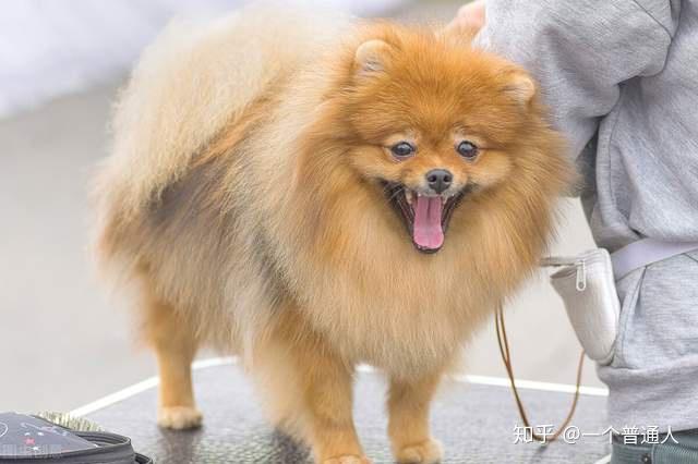 純種哈士奇照片幼犬_純種圖片哈士奇大全_純種哈士奇圖片