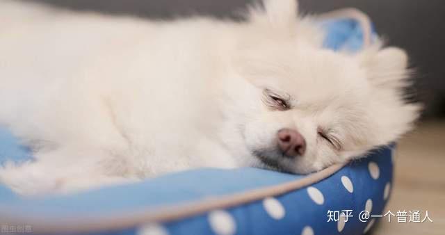 純種圖片哈士奇大全_純種哈士奇圖片_純種哈士奇照片幼犬