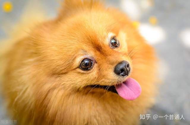 純種哈士奇圖片_純種圖片哈士奇大全_純種哈士奇照片幼犬