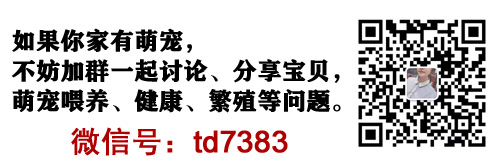 泰迪茶杯犬的優(yōu)缺點(diǎn)_茶杯泰迪多少錢一個(gè)_茶杯泰迪多少錢一只