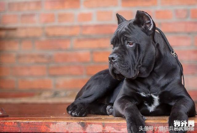 可卡犬價(jià)格 可卡犬多少錢一只_可卡犬市場(chǎng)價(jià)_寵物狗可卡價(jià)格