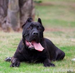 可卡犬價(jià)格 可卡犬多少錢一只_可卡犬市場(chǎng)價(jià)_寵物狗可卡價(jià)格