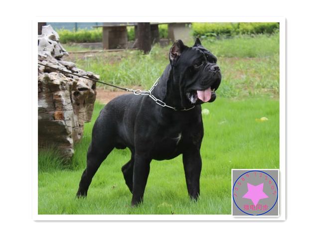可卡犬價(jià)格 可卡犬多少錢一只_可卡犬市場(chǎng)價(jià)_寵物狗可卡價(jià)格