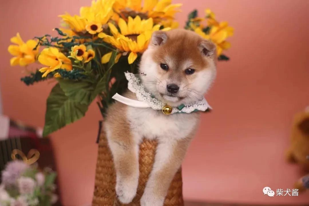 現(xiàn)在柴犬的價(jià)格_柴犬的市場價(jià)格_現(xiàn)在柴犬的市價(jià)大概多少錢