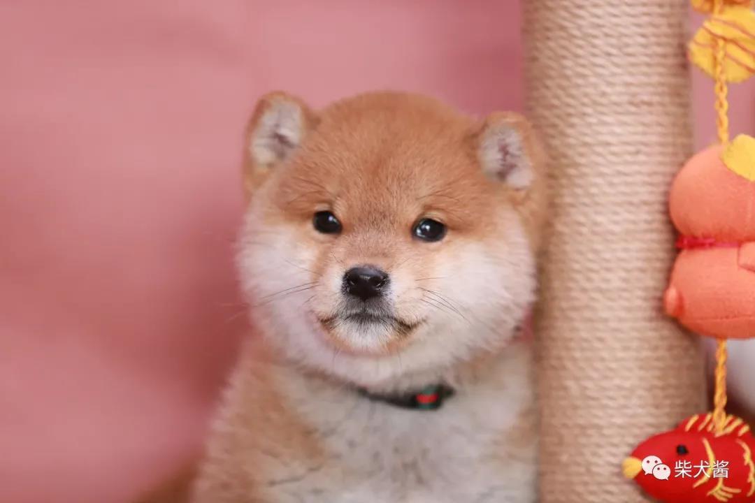柴犬的市場價(jià)格_現(xiàn)在柴犬的價(jià)格_現(xiàn)在柴犬的市價(jià)大概多少錢