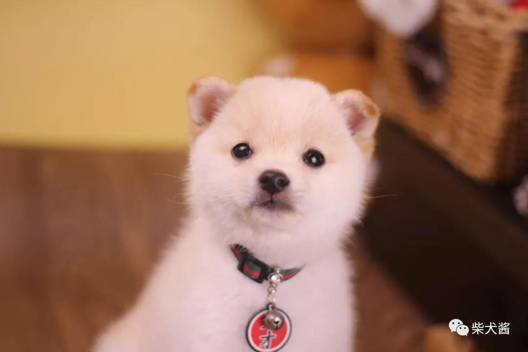 柴犬的市場價(jià)格_現(xiàn)在柴犬的價(jià)格_現(xiàn)在柴犬的市價(jià)大概多少錢