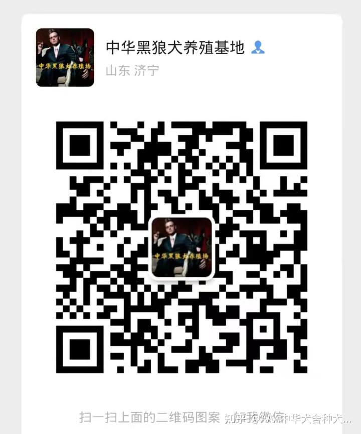 寵物犬阿拉斯加犬價(jià)格_阿拉斯加犬價(jià)格_阿拉斯加犬價(jià)格